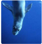 foca monaca