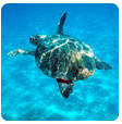 carett caretta Grecia